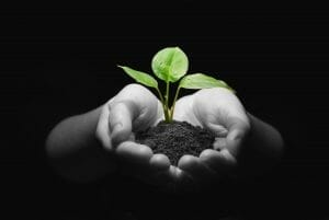 planting the seeds for growth